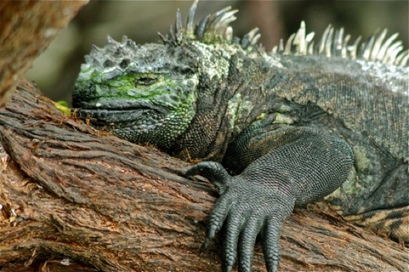 galapagos green iguana2 GALAPAGOS ISLANDS DAY 2  Photo Gallery